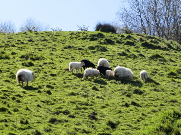 Schafe auf dem Küstenweg Richtung Lezama.