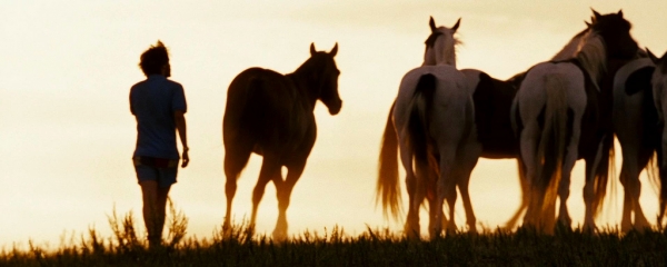 Pferde und Freiheit