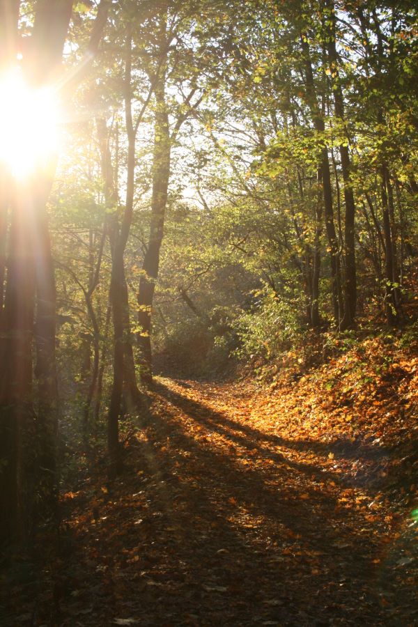 Herrliche Herbstsonne small Herrliche Herbstsonne small