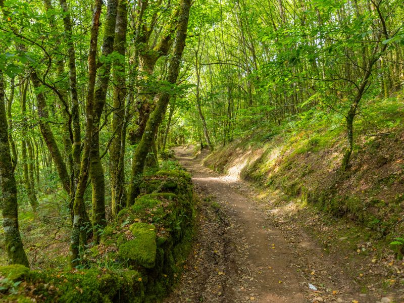 Waldweg auf der 7. Etappe nach A Fonsagrada