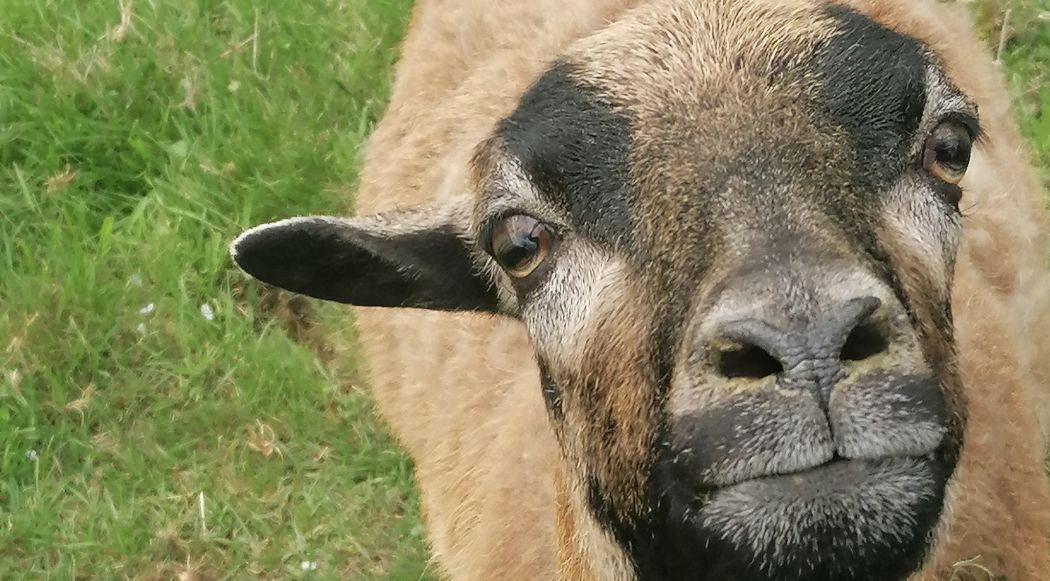 Augen auf für die Natur am Jakobsweg