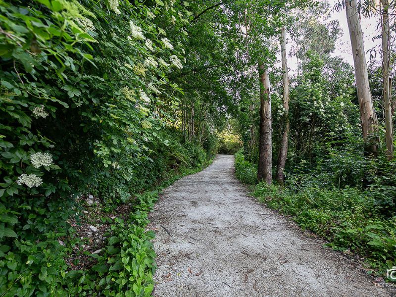 Waldabschnitt auf dem Camino in Portugal